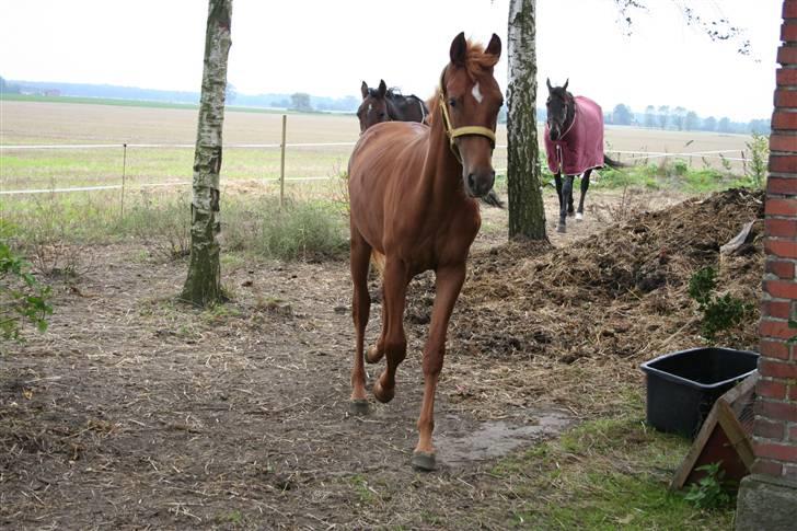 Anden særlig race Moon Dancer  *MD* - Kommer nu mor :) billede 2