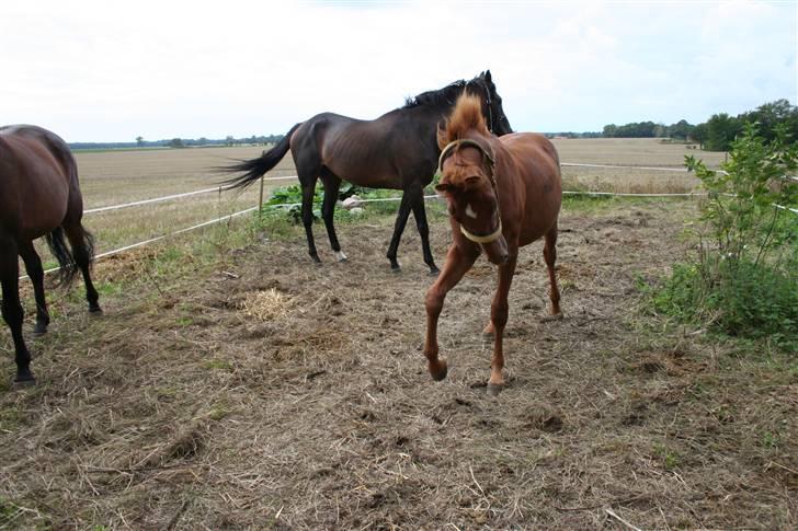 Anden særlig race Moon Dancer  *MD* - se jeg kan :D billede 3