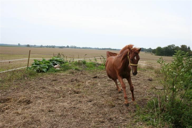 Anden særlig race Moon Dancer  *MD* - så hurtig jeg er =) billede 4