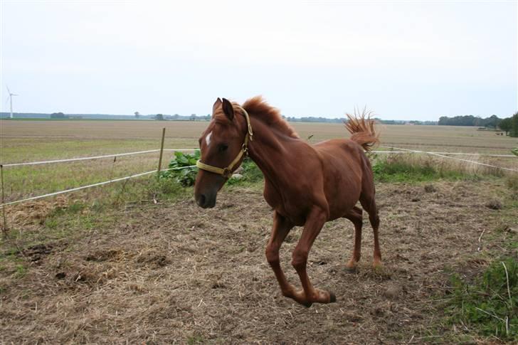 Anden særlig race Moon Dancer  *MD* - også afsted med mig :b billede 5