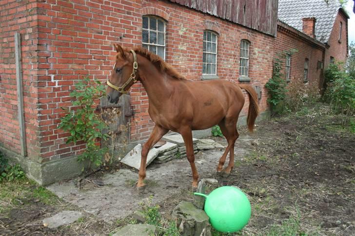 Anden særlig race Moon Dancer  *MD* billede 6