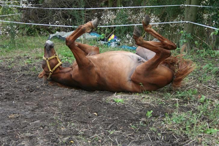 Anden særlig race Moon Dancer  *MD* - kom lige ned og rulle billede 7