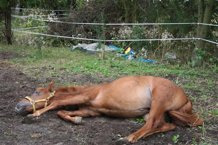 Anden særlig race Moon Dancer  *MD* - skal lige have en lille pause inden jeg vil op og stå igen billede 8