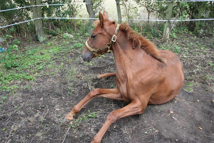 Anden særlig race Moon Dancer  *MD* - arr må til og op kan ikk ligge her for evigt billede 9