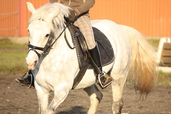 Anden særlig race Fiona *solgt* - tusinde tak til katrine wexel som tog billede "12" billede 12