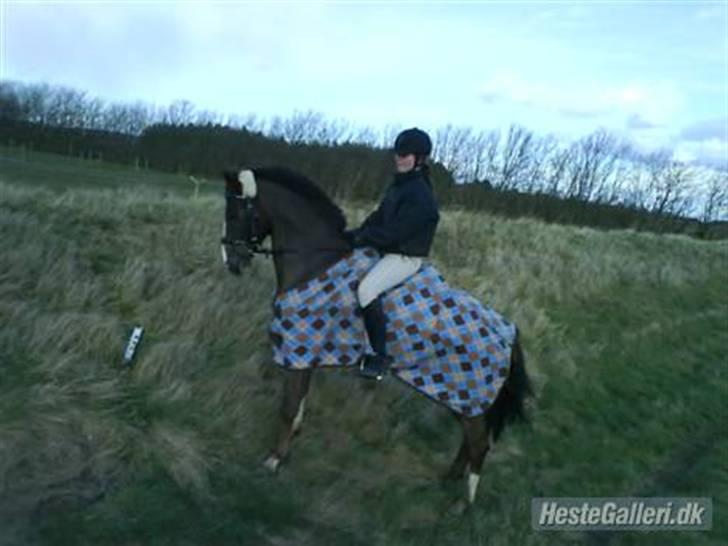 Anden særlig race Irish image SOLGT :'( - <3333 billede 1