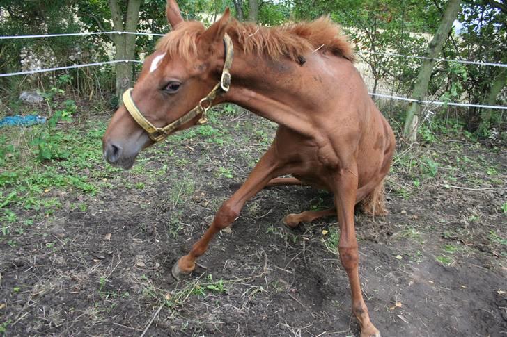 Anden særlig race Moon Dancer  *MD* - lidt tung i røven er man vel altid billede 10