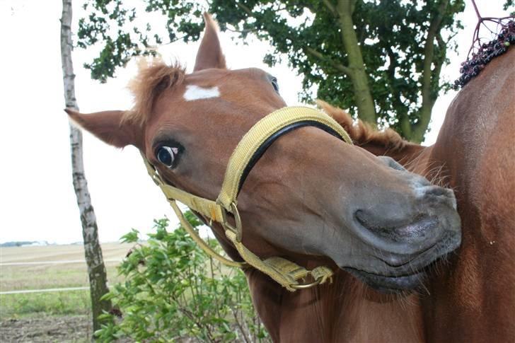 Anden særlig race Moon Dancer  *MD* - nus mig lige der billede 11