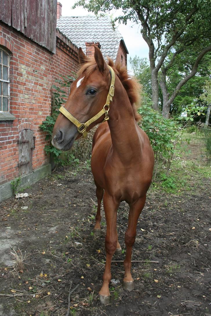 Anden særlig race Moon Dancer  *MD* billede 13