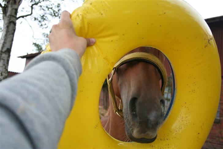 Anden særlig race Moon Dancer  *MD* - nysgerig er man vel altid :b MD skullelige tjekke baderingen ud XD billede 14