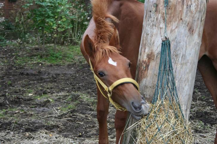 Anden særlig race Moon Dancer  *MD* - kan godt nå mor billede 15