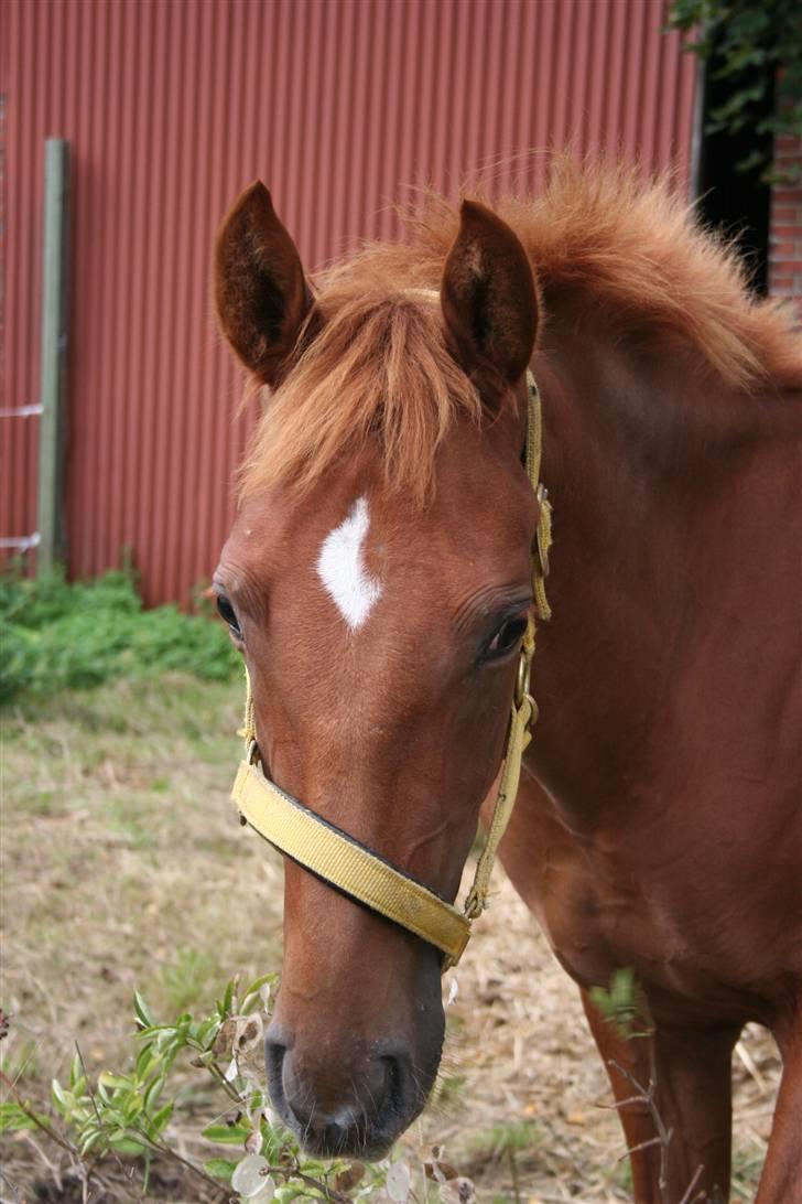 Anden særlig race Moon Dancer  *MD* billede 16