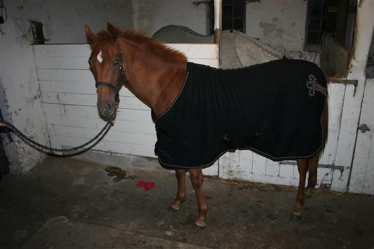 Anden særlig race Moon Dancer  *MD* - mit slinter nye dækken er desvære bare et lille nr for stort så mor siger jeg skal vokse mig stor til det =D billede 17