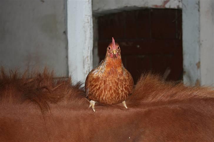 Anden særlig race Moon Dancer  *MD* - min trofaste ven XD billede 18