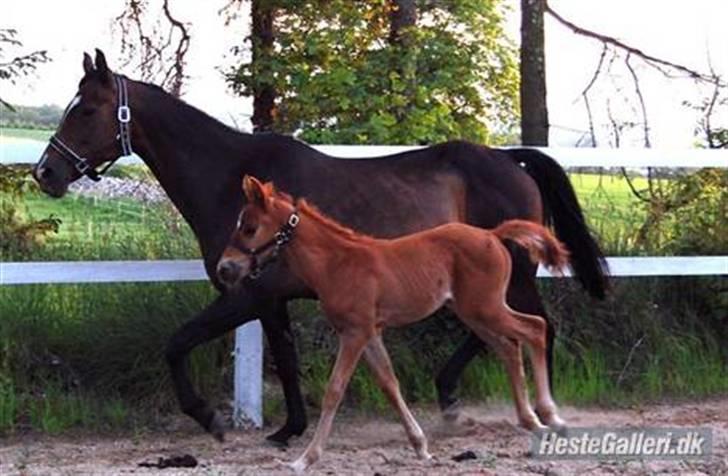 Anden særlig race Moon Dancer  *MD* billede 19