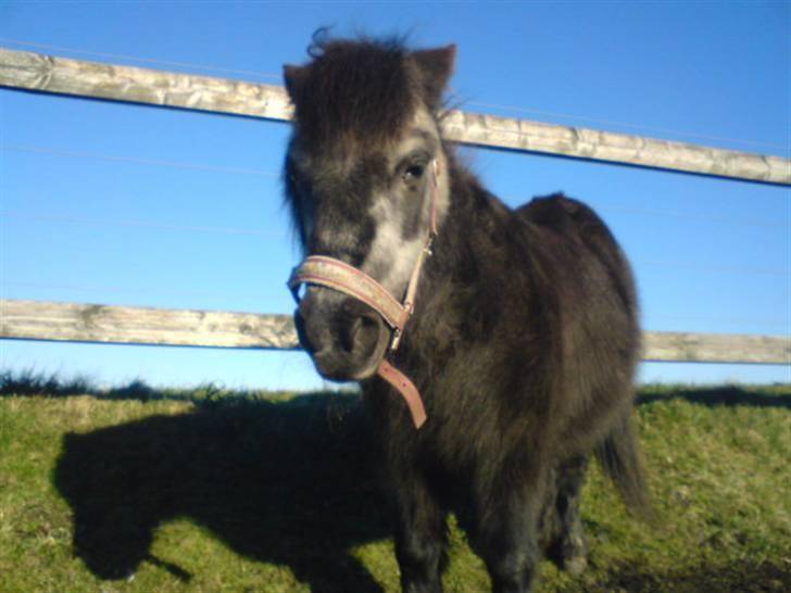 Shetlænder / Mini - Trunte - Smukke på folden ! <´3 billede 3