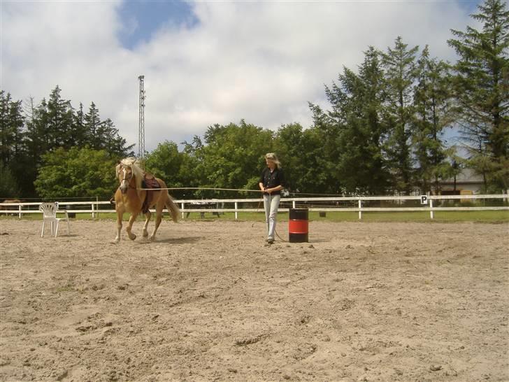Tyroler Haflinger Alladin billede 20