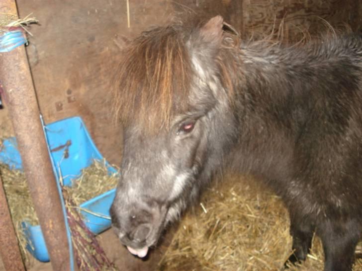 Shetlænder / Mini - Trunte - Rikker Tunge haaha ! <´33 :P billede 11