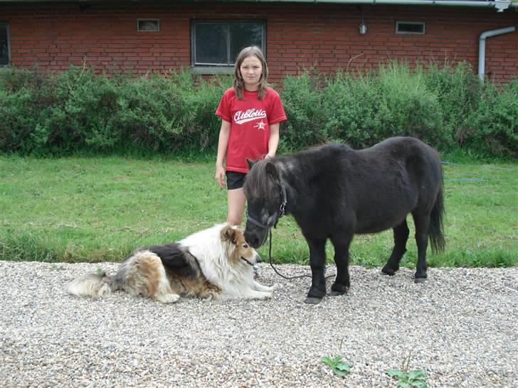 Shetlænder / Mini - Trunte - Lassie, Mig og Trunte  billede 12