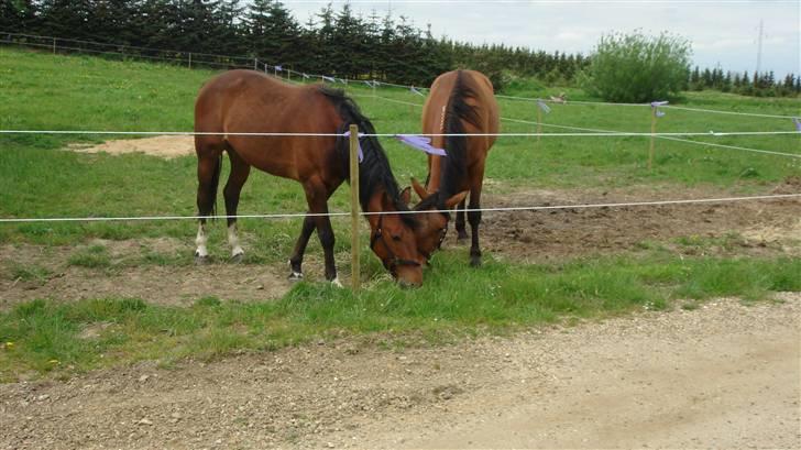 Traver Gacrux Date R.I.P - Min bedste ven. billede 11