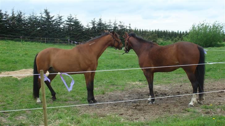 Traver Gacrux Date R.I.P - Vi tager lige en slapper. billede 12