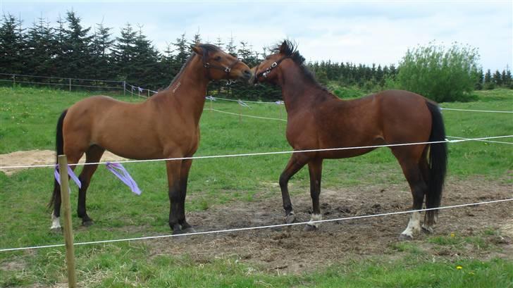 Traver Dandi R.I.P - Jeg har dig lige om lidt.... billede 8