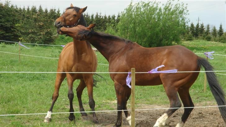 Traver Dandi R.I.P - Der fik jeg dig... billede 9