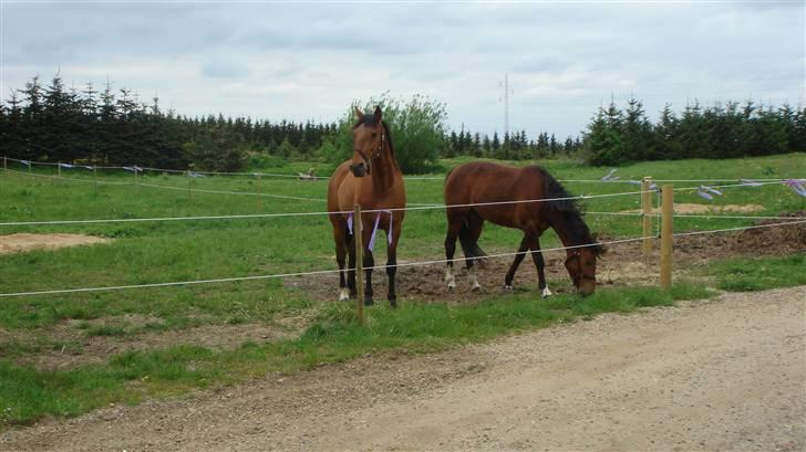 Traver Dandi R.I.P - Hvad laver du?? billede 10