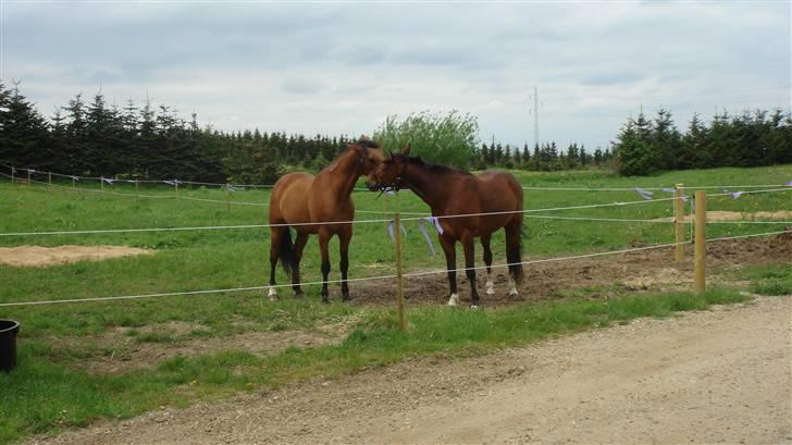 Traver Dandi R.I.P - Siger dette billedede ikke sig selv???  Vi er glade for hinnanden.  billede 11