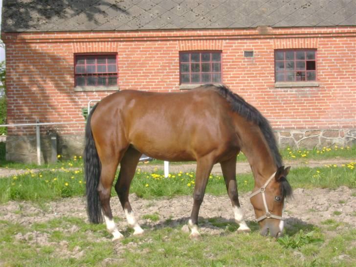 Anden særlig race Søgårdens Mandy *solgt* billede 2