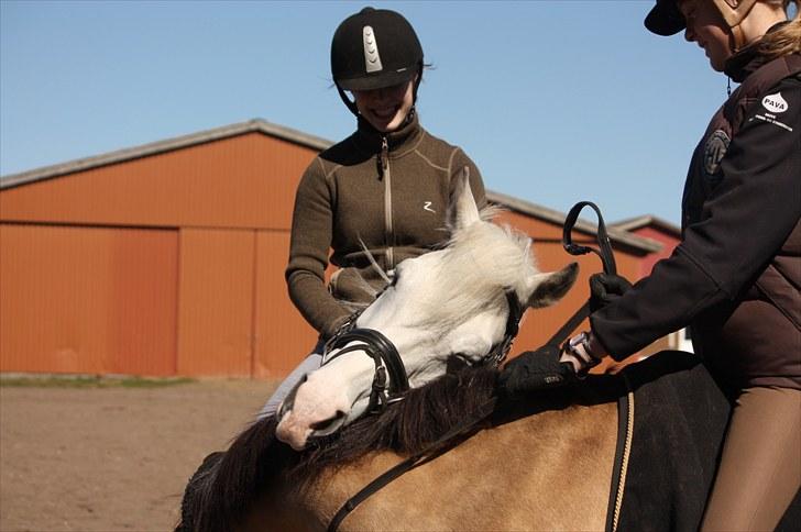 Anden særlig race Fiona *solgt* - Fiona syntes lige hun skulle bruge golden boy som klø pind :b... ELSKER DIG MIN SKAT Fotograf: katrine"14" billede 13