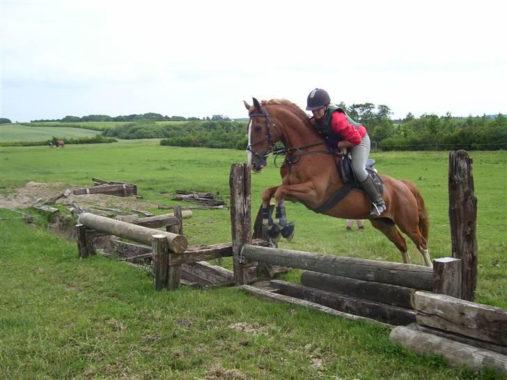 Frederiksborg Scharlif Brødholt - min stjerne! <3 - Scharlif og jeg i tærrænet. billede 3