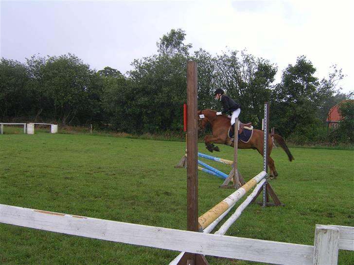 Anden særlig race Aschia - SOLGT - Maxi i Kragelund 24/6 2007 .. Vandt klassen :bb<3 billede 12