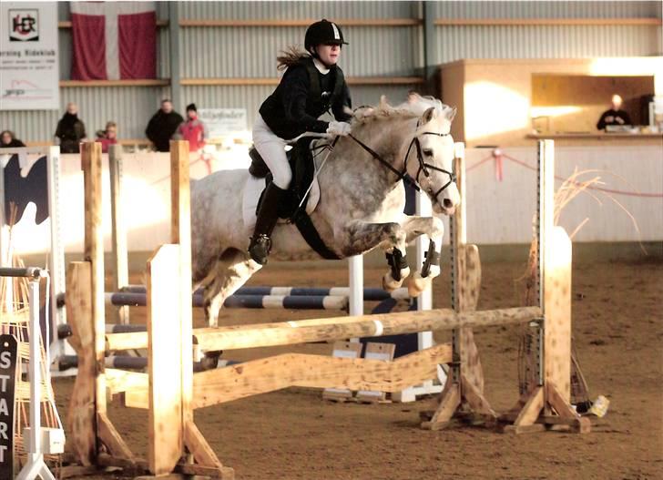 Anden særlig race Fiona *solgt* - første c stævne i herning 6. plads ud af 30 :) Fotograf: Wiegaarden"15" billede 14