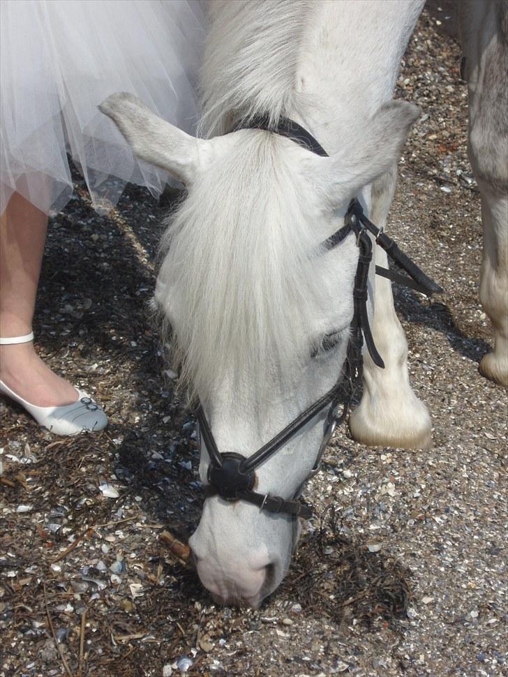 Anden særlig race Fiona *solgt* - smukke fiona..  Fotograf: Mor/far"16" billede 15