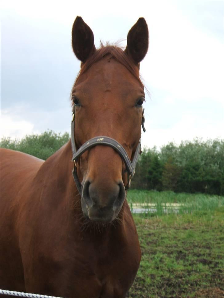 Oldenborg Sally Singerholm ROL 9199 - okay....et billede med ørerne fremme... billede 5