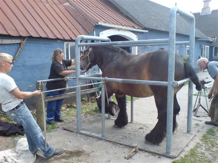 Jyde Mattias (Solgt) - Mathias må i en beskærings bås når han skal ha´ sko på... billede 13