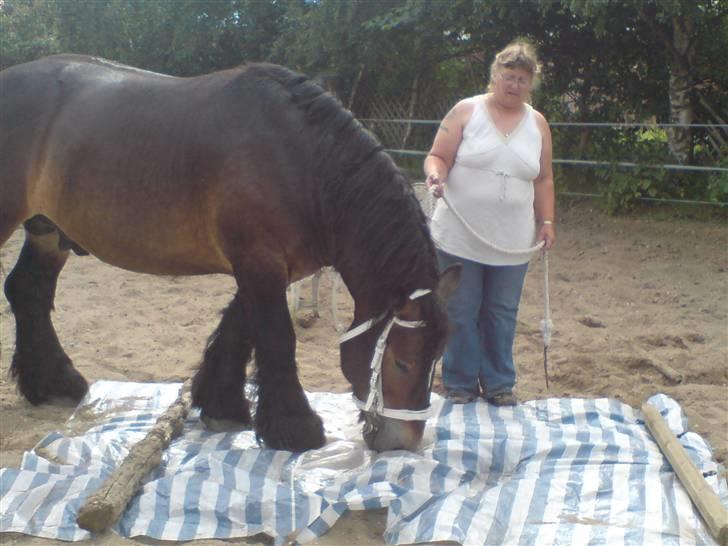 Jyde Mattias (Solgt) - Er ved at gør ham klar til landsskuet 07 billede 14