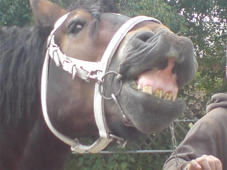 Jyde Mattias (Solgt) - Knus til alle billede 16