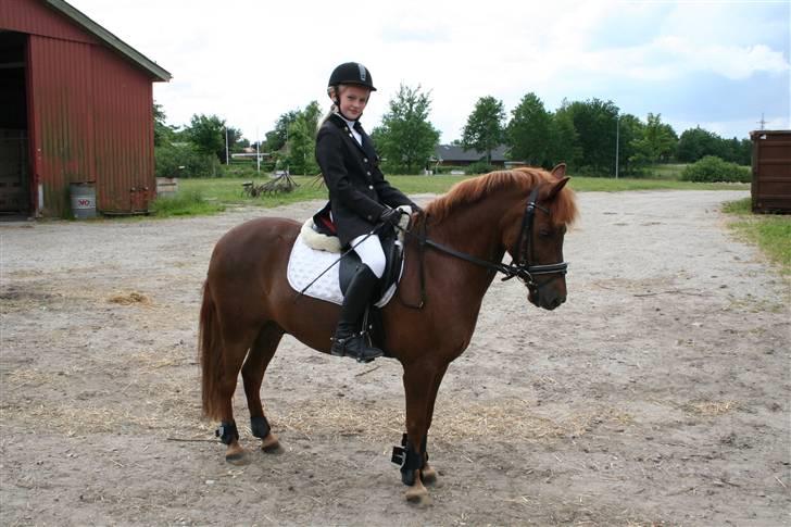New Forest Prins, solgt - lige redet Lc-spring fik en 3 plads!:) ud af 9 deltager Wee billede 14