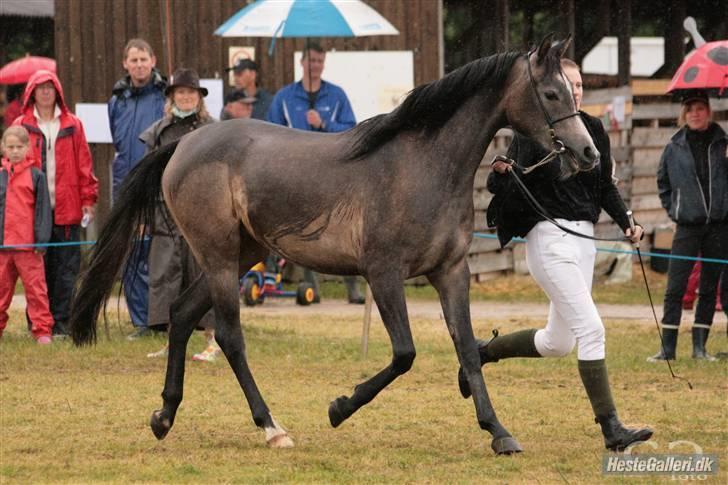 Arabisk fuldblod (OX) Gantrup fresiah ox billede 5