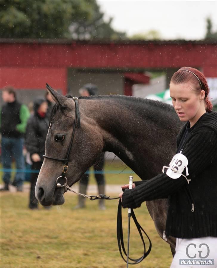 Arabisk fuldblod (OX) Gantrup fresiah ox billede 15