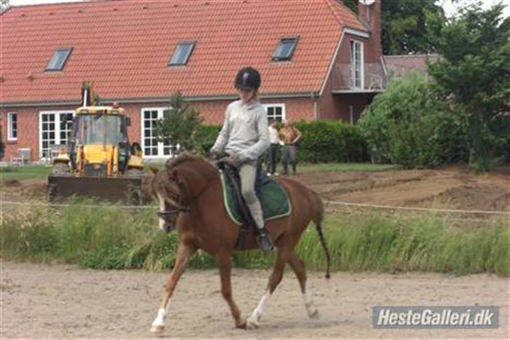 Welsh Pony (sec B) Låddenhøjs Swingboy SOLGT - på ride banen en sommer dag.. <3 billede 1