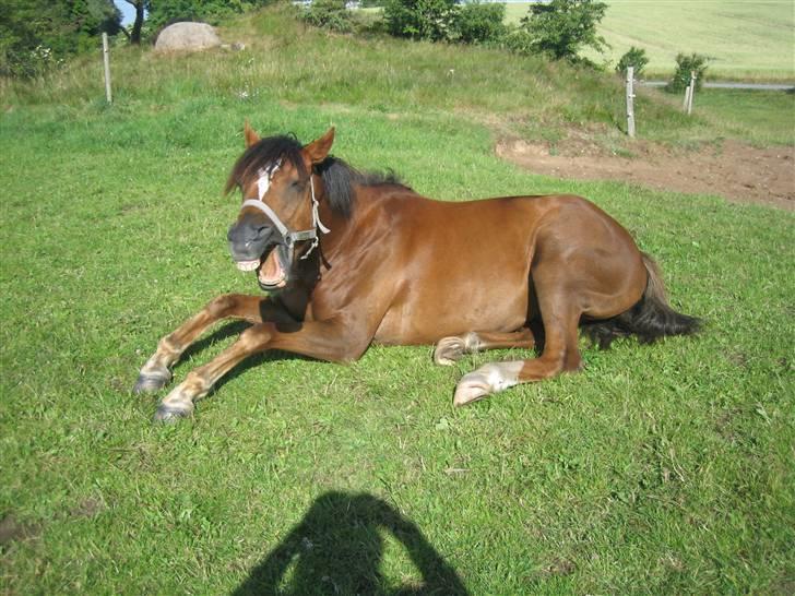 Welsh Partbred (Sec F) Montoya - En morgen på Sindbjerg billede 1