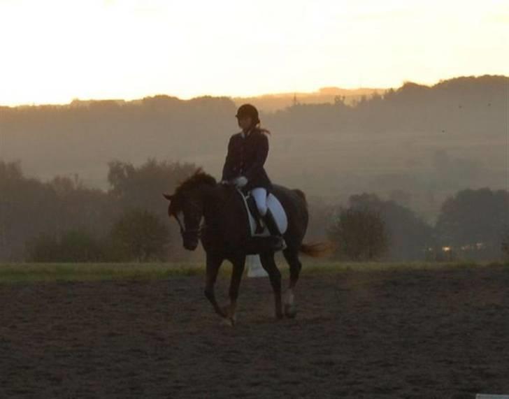 Welsh Partbred (Sec F) Montoya - Stævne på Årslevgaarden ude på opvarmningsbanen billede 2