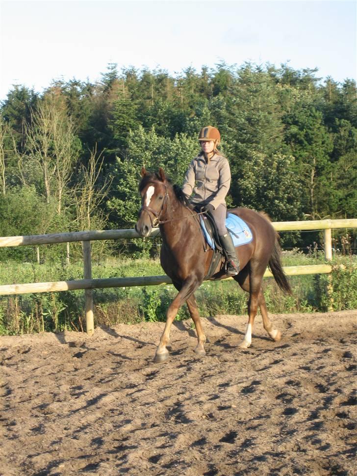 Welsh Partbred (Sec F) Montoya - På ridebanen på efterskolen billede 3