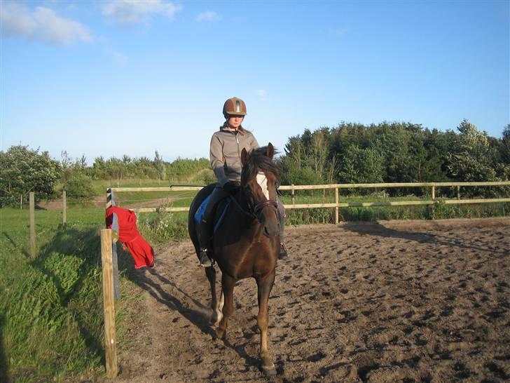 Welsh Partbred (Sec F) Montoya - På ridebanen på efterskolen igen billede 4