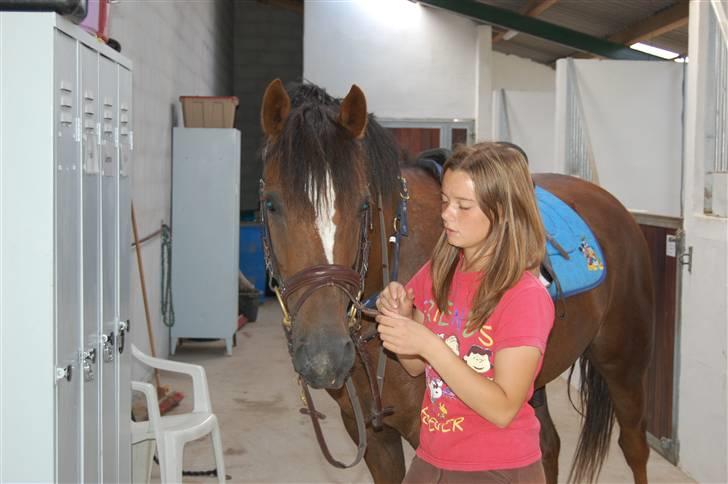 Welsh Partbred (Sec F) Montoya - Ved at sadle op :-D  billede 5