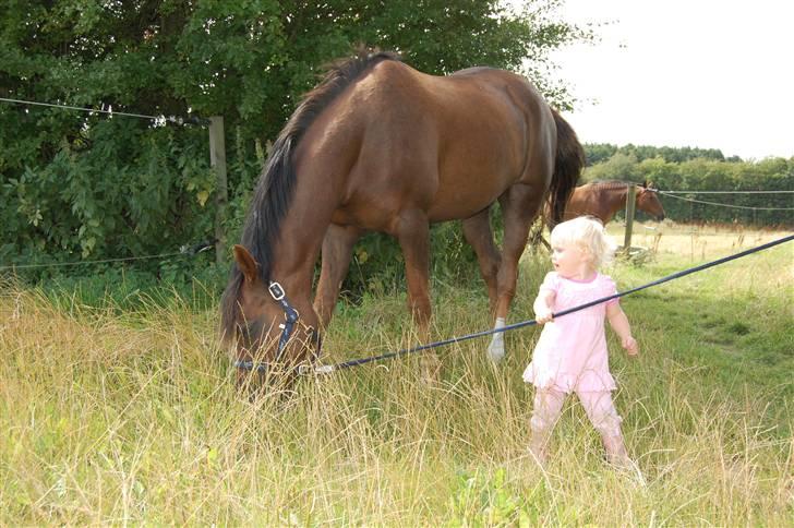 Welsh Partbred (Sec F) Montoya - På vej op fra folden. Min lille kusine Cecilie hjælper med at trække ham op. billede 6