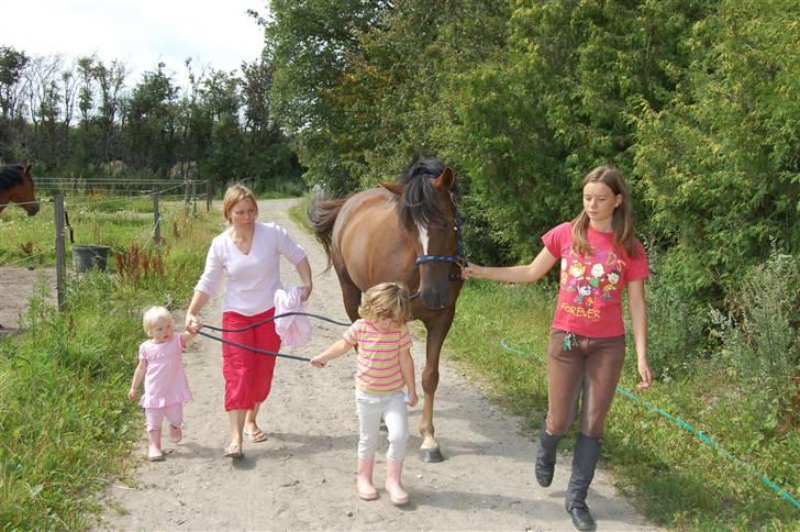 Welsh Partbred (Sec F) Montoya - Stadig på vej op fra folden. billede 7